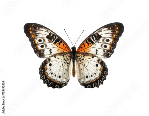 Butterfly with intricate patterned wings, orange accents, and black outlines, isolated