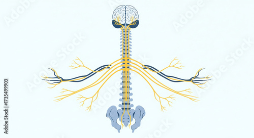 Illustration showing the human nervous system, including the brain, spinal cord, and nerves extending to the limbs.