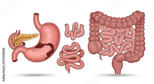 Anatomical illustration showcasing the human digestive system, highlighting various organs and their positions.