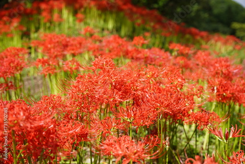 Wallpaper Mural 彼岸花咲く宇陀路の秋 Torontodigital.ca