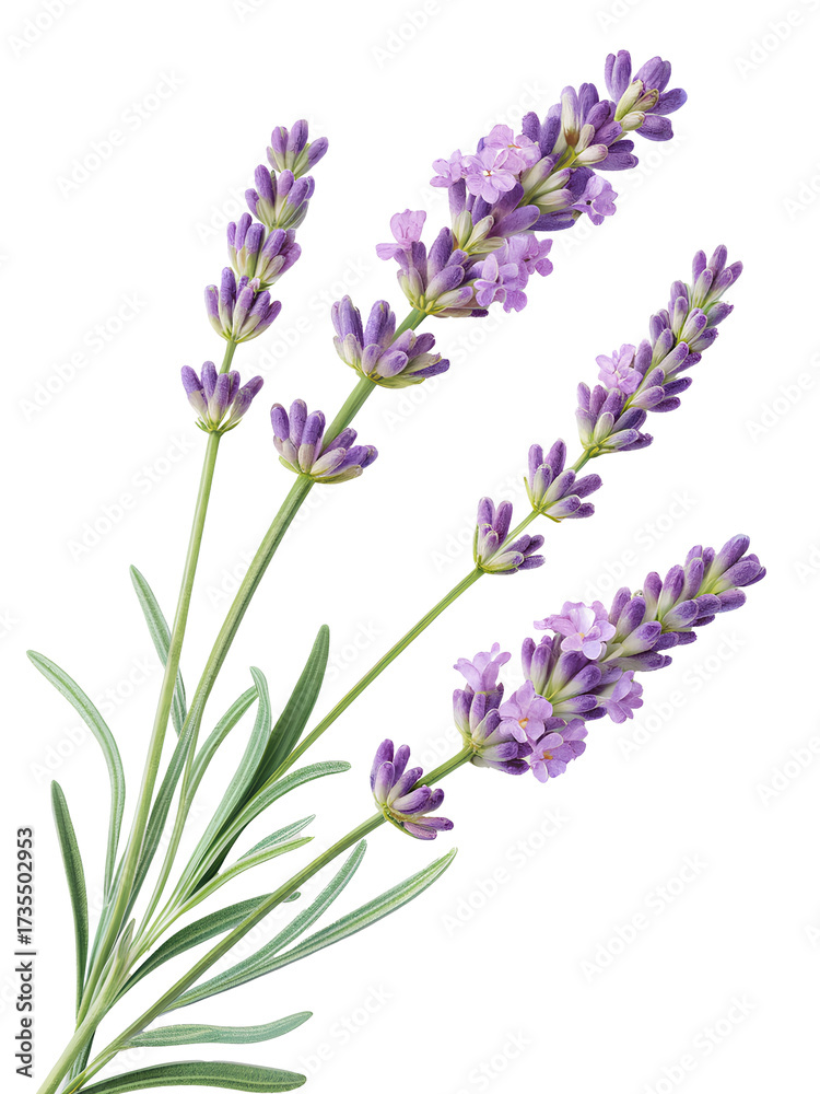 Obraz premium Lavender Flower Stems Isolated on Black Background 