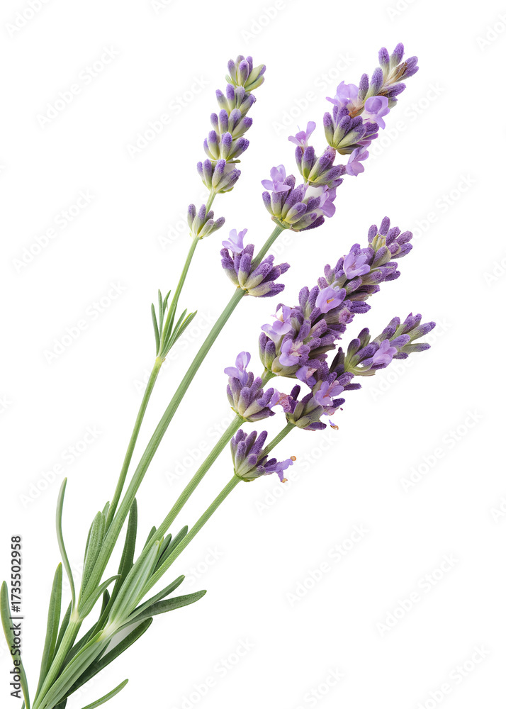 Obraz premium High-quality image of lavender stems with purple blossoms, isolated on black background for herbal, cosmetic, or design applications. 