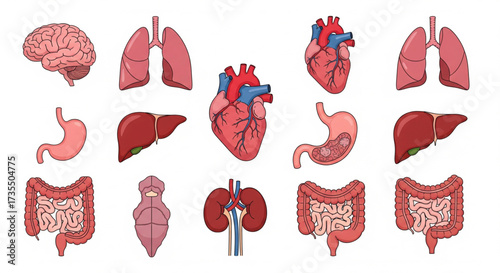 Illustration of human internal organs including brain, lungs, heart, stomach, liver, intestines, bladder, and kidneys.