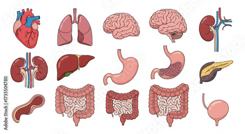 Illustration of human internal organs including heart, lungs, brain, kidneys, liver, stomach, intestines, pancreas, and bladder.