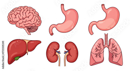Illustration showing human organs: brain, stomach, liver, kidneys, and lungs, displayed against a white background.