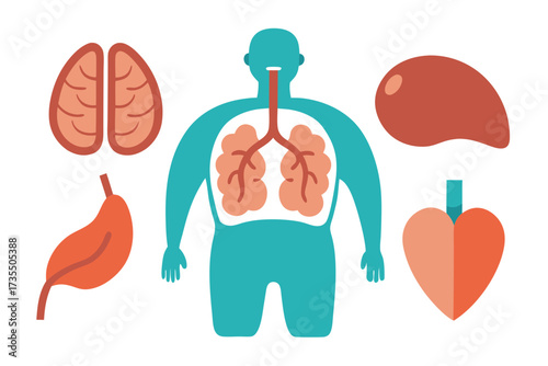 anatomy of human heart