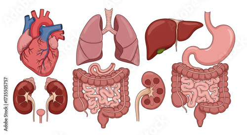 A medical illustration showcasing various human organs against a plain white background.