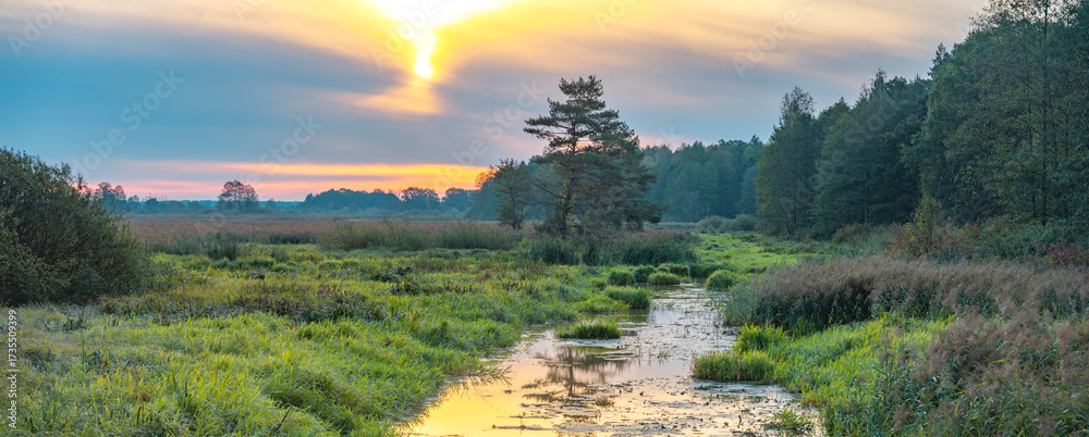 Fototapeta premium Golden autumn. Tree in the swamp.