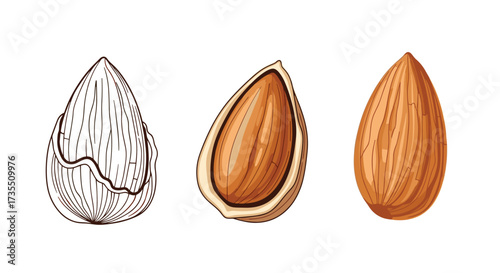 A graphic illustration showcasing three distinct almonds in various stages of preparation.
