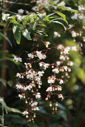 A small shrub with beautiful clusters of flowers., Nodding Clerodendron or Clerodendrum wallichii Merr.