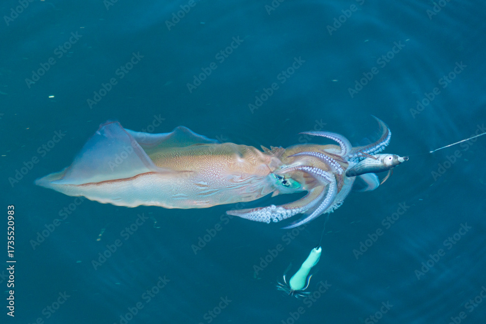 Naklejka premium Pêche au calamar