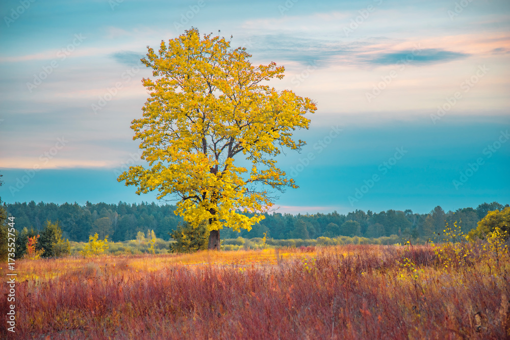 Fototapeta premium Golden autumn. A tree in a field.