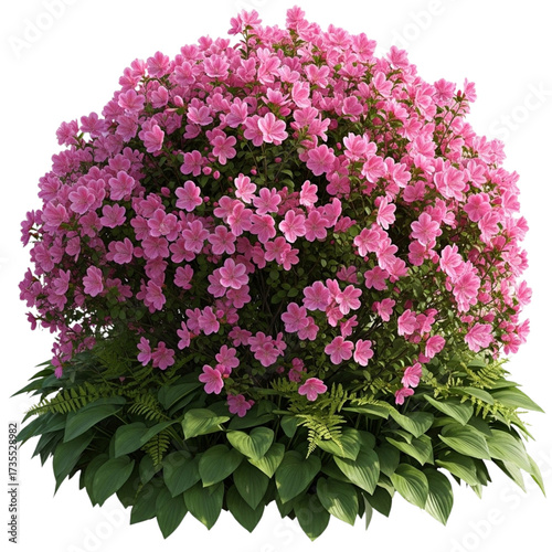 Vibrant pink azalea bush with lush green leaves