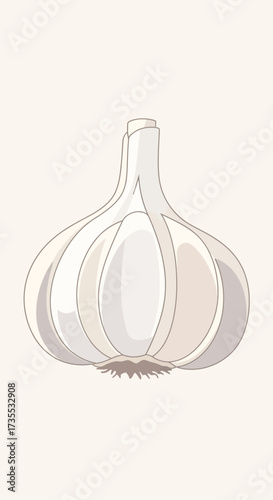 A single bulb of white garlic on a light background.