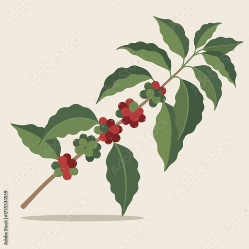 Branch with green leaves and red coffee cherries.