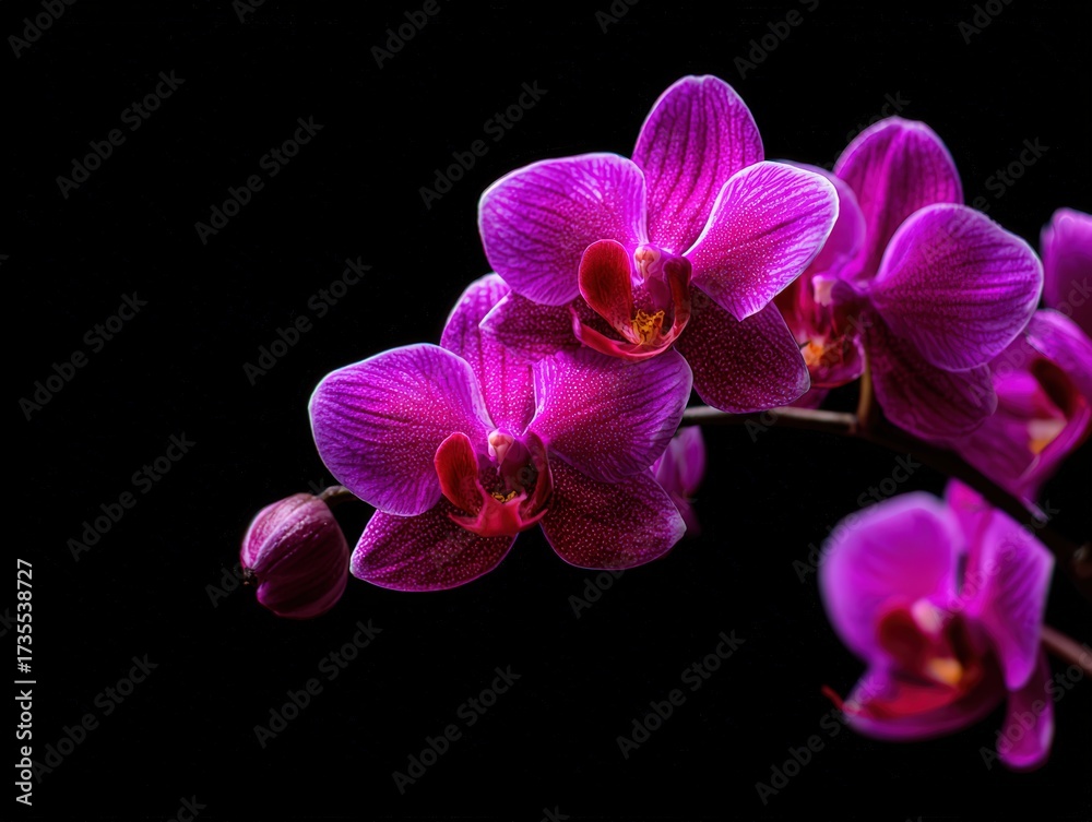 Obraz premium Close-up of vibrant pink orchid flowers with delicate petals and detailed textures against a black background for botanical art and floral design