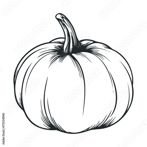 Detailed sketch of a pumpkin for autumn themes and decoration. Vector hand drawn illustration