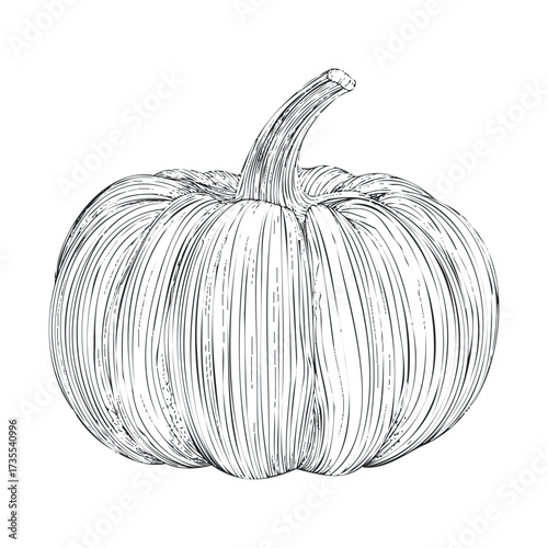 Detailed illustration of a pumpkin for autumn decoration. Vector hand drawn illustration
