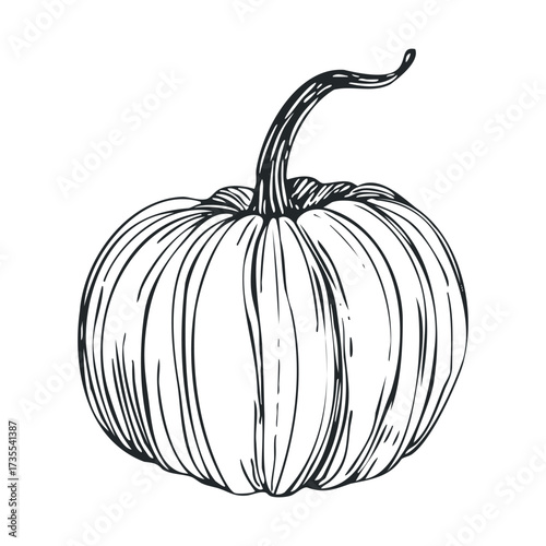 Detailed drawing of a pumpkin showcasing autumn harvest theme. Vector hand drawn illustration