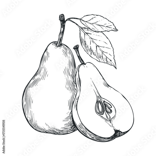 Fresh pear fruits with leaves for healthy living and recipes. Vector hand drawn illustration