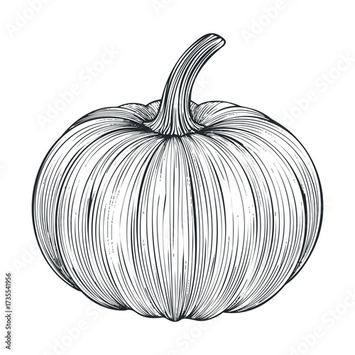 Elegant line drawing of a pumpkin with detailed texture. Vector hand drawn illustration
