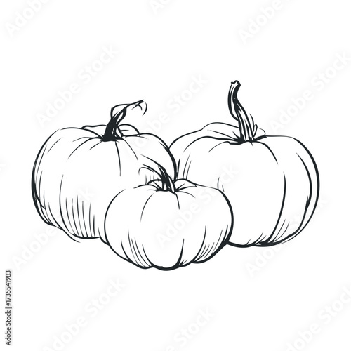 Three pumpkins ready for autumn decoration and seasonal celebration. Vector hand drawn illustration