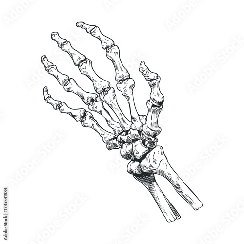 Anatomy study of a human hand skeleton for education and art. Vector hand drawn illustration