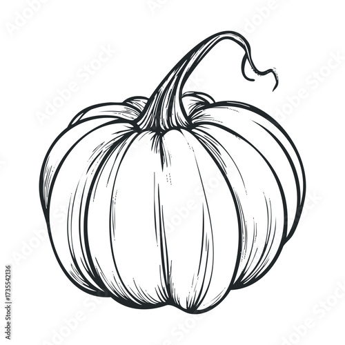 Autumn harvest featuring a hand drawn pumpkin for seasonal decor. Vector hand drawn illustration