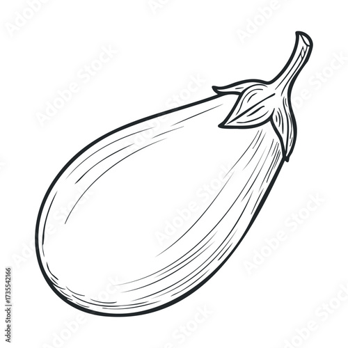 Fresh eggplant drawing for culinary design and recipe creation. Vector hand drawn illustration