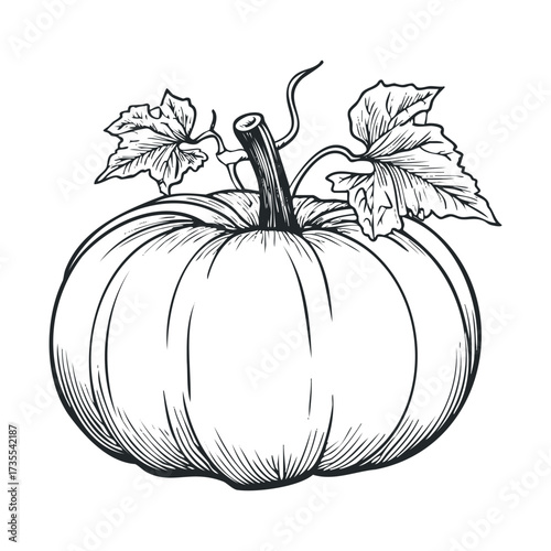 Detailed sketch of a pumpkin with leaves for autumn design. Vector hand drawn illustration