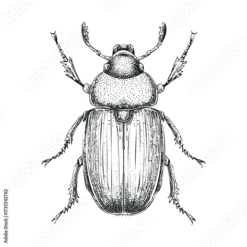 A close view of a beetle reveals its unique design and texture. Vector hand drawn illustration