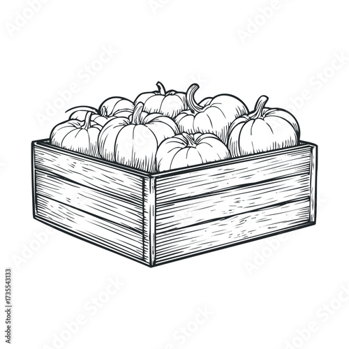 Harvested pumpkins in a rustic wooden crate for autumn decoration. Vector hand drawn illustration