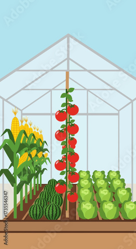 Greenhouse with growing vegetables and corn plants.