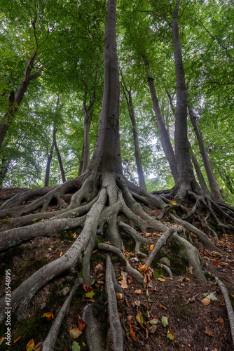 Summer forest in Europe