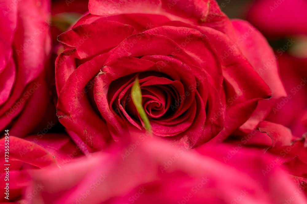 Obraz premium roses in a large bouquet lying on top of each other, several fresh red roses for arranging bouquets