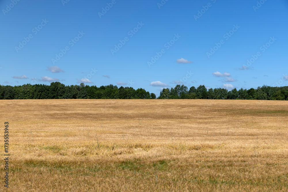 Fototapeta premium clouds and a wheat field with golden rye during the ripening of a new crop of cereals, an agricultural field of golden light in the sunlight in the warm summer
