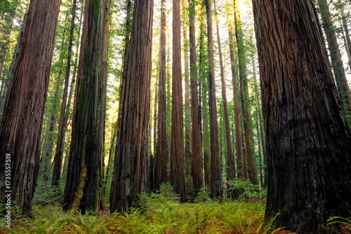 Light Illuminates the Redwoods, Rockefeller Loop, Redwood National and State Parks