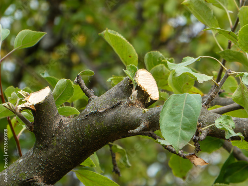 Freshly Pruned Fruit Tree Branch with Green Leaves