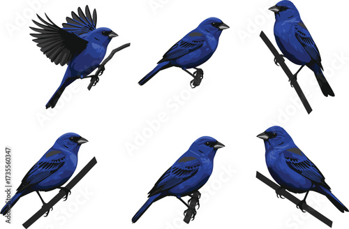 Colorful vector illustration of indigo bunting birds in natural poses including flying and perching on branches, detailed blue songbird artwork design