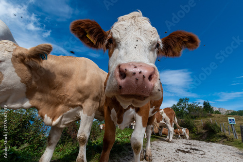 Curious cow looking at camera on alpine pasture under blue sky