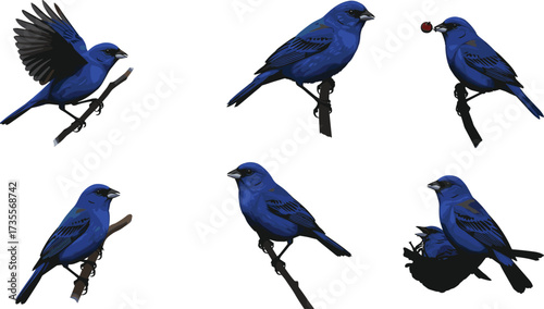 Vector illustration of indigo bunting birds in different poses including flying, perching, nesting, and feeding, detailed colorful wildlife artwork