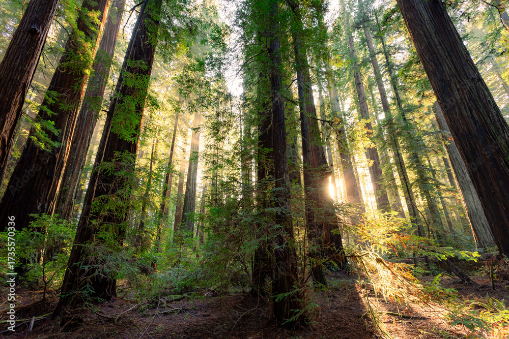 Obraz premium Sunset in the Grove of Redwoods, Big Trees Area, Humboldt Redwoods State Park, California