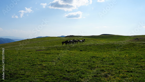 Podobny obraz