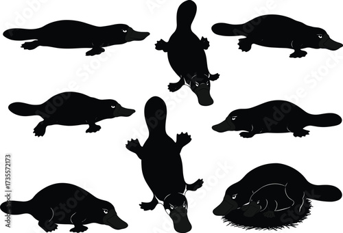 Vector illustration set of platypus animal in different poses, cartoon style, wildlife creature character design for education and decoration.