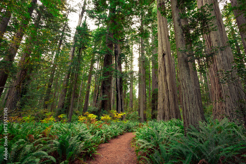 Soft Early Light in the Redwoods, Lady Bird Johnson Grove, Redwoods National and State Parks, California