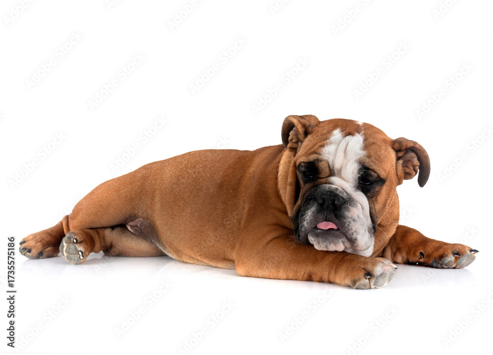 Obraz premium english bulldog in studio