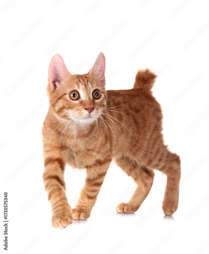 Fototapeta premium ginger cat in studio
