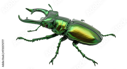 Obraz na płótnie Green iridescent stag beetle isolated on transparent background, shiny insect wi