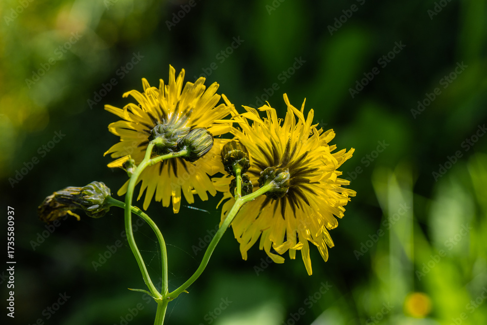 Fototapeta premium Dandelion - a genus of perennial herbaceous plants of the Asteraceae family, or Compositae, with two yellow heads growing from a single stem