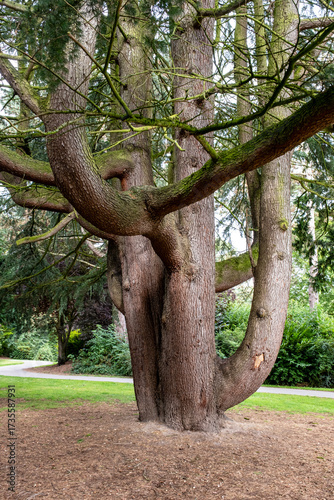 old tree in the park